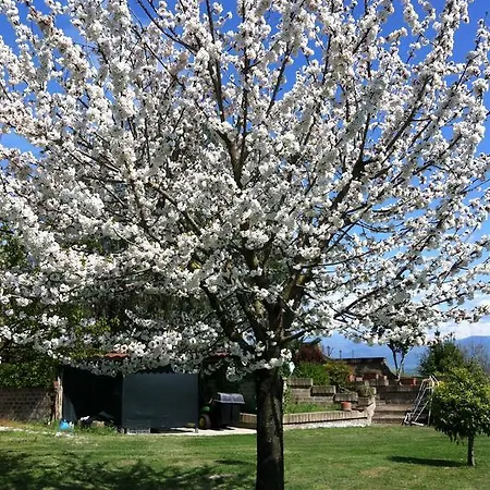 L'albero Del Pepe Bed & Breakfast Fiano Romano